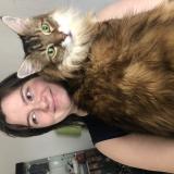 Foto del gato perdido en Torcy