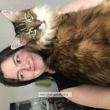 Foto 1/1 Kalyfa Chat perdido en Torcy