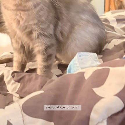 Foto 1/1 Mini jasm Chat perdido en St antoine de st jerome