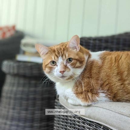 Foto 1/1 Rusty Chat perdido en Gatineau