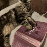 Foto del gato perdido en Jarcieu