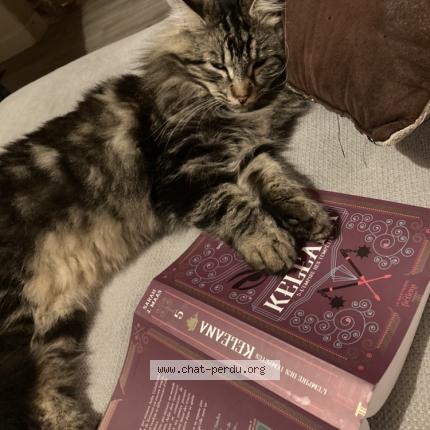 Foto 1/1 Gandhi Chat perdido en Jarcieu