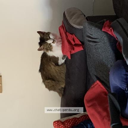 Foto 1/1 Gato encontrado Encontrado en Geispolsheim