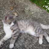 Foto del gato perdido en Rennes