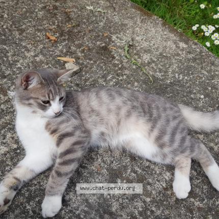 Foto 1/1 Touti Chat perdido en Rennes