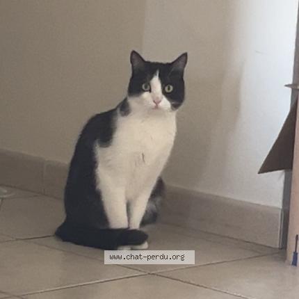 Foto 1/1 Tito Chat perdido en Etoile sur rhone