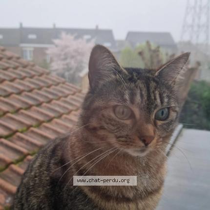 Foto 1/1 Yassou Chat perdido en Morlanwelz