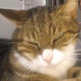 Foto del gato perdido en Saint Martin La Sauvete