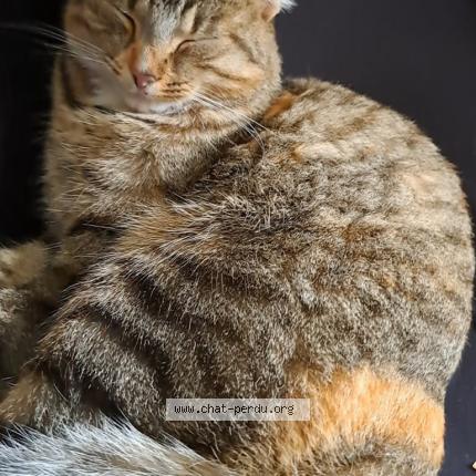 Foto 1/1 Imulle Chat perdido en Val d erdre auxence