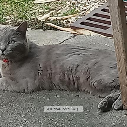 Foto 1/1 Gato encontrado Encontrado en St cloud