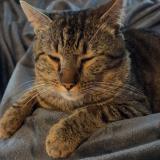 Foto del gato perdido en Marquette Lez Lille