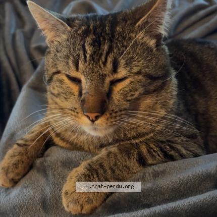 Foto 1/1 Haru Chat perdido en Marquette lez lille