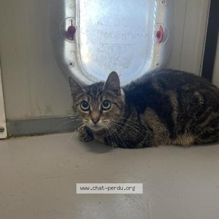 Foto 1/1 Gato encontrado Encontrado en Halluin