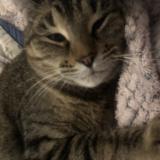 Foto del gato perdido en Saint Germain Sous Cailly