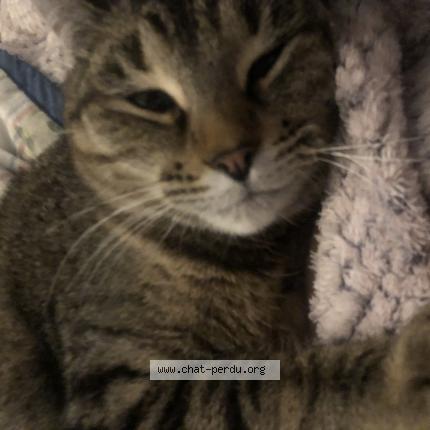 Foto 1/1 Sylphie Chat perdido en Saint germain sous cailly