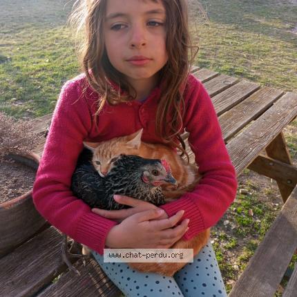 Foto 1/1 Marie Liardet Chat perdido en Entrepierres