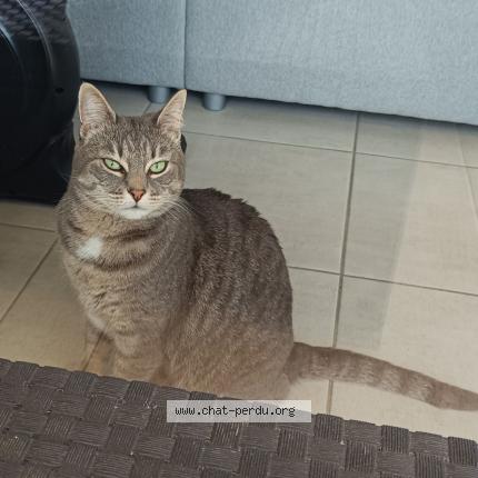 Foto 1/1 M&egrave;fi Chat perdido en Vulbens
