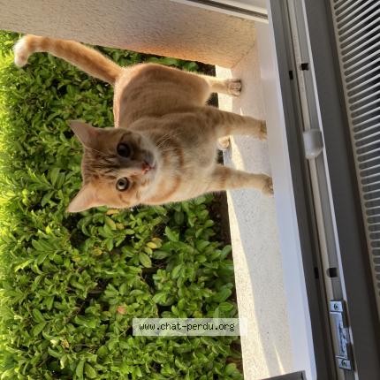 Foto 1/1 Gato encontrado Encontrado en Guecelard