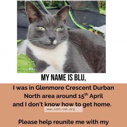 Foto 1/1 Blu Chat perdido en Durban