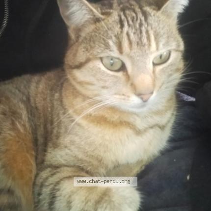 Foto 1/1 Biscotte Chat perdido en Chavagnes les redoux