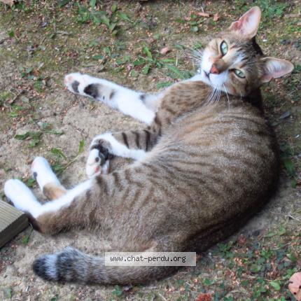 Foto 1/1 SPOCK Chat perdido en Lagrave