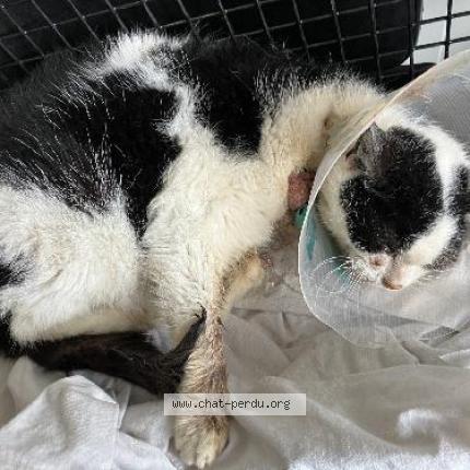 Foto 1/1 Gato encontrado Encontrado en Comines