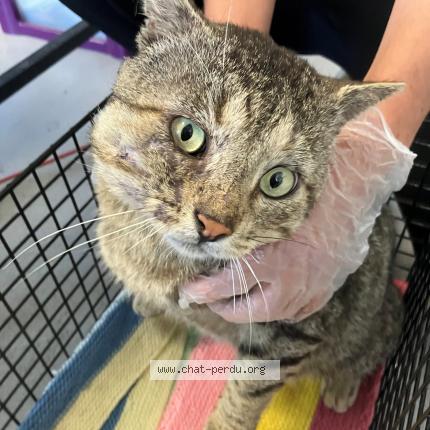 Foto 1/1 Gato encontrado Encontrado en Tourcoing