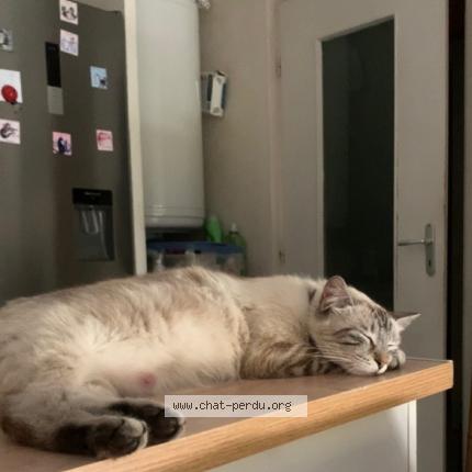 Foto 1/1 Saya Chat perdido en Montpellier