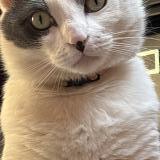 Foto del gato perdido en Roubaix