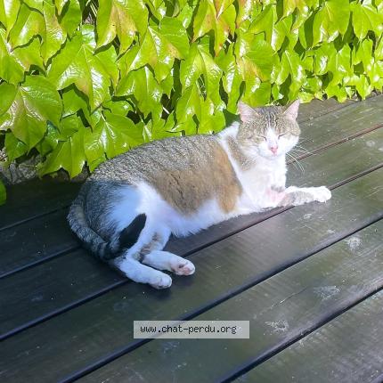 Foto 1/1 Gato encontrado Encontrado en Pleumartin