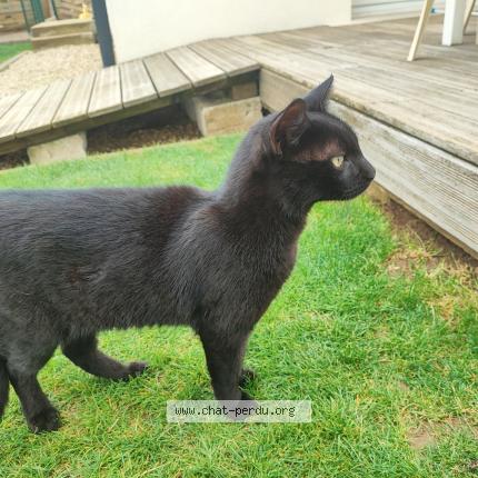 Foto 1/1 Gato encontrado Encontrado en Esmans