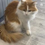 Foto del gato perdido en Cormede