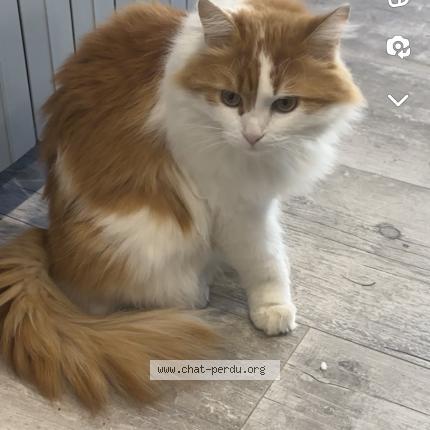 Foto 1/1 Sakura Chat perdido en Cormede