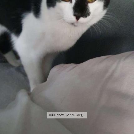 Foto 1/1 Felix Chat perdido en Pre en pail