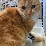 Foto de gato encontrado en Provin