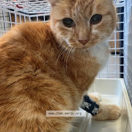 Foto 1/1 Gato encontrado Encontrado en Provin