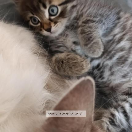 Foto 1/1 Chaton femelt Chat perdido en Hennebont