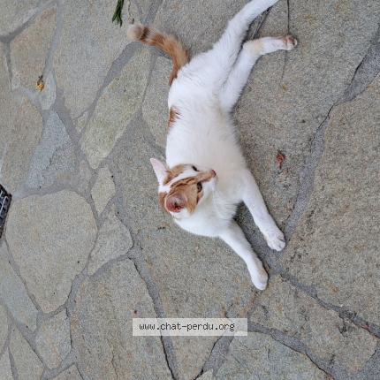 Foto 1/1 Gato encontrado Encontrado en Aix les bains