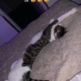 Foto del gato perdido en Camarsac