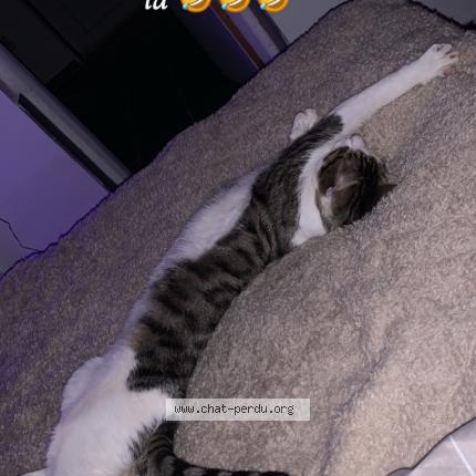 Foto 1/1 Cookie Chat perdido en Camarsac