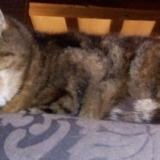 Foto del gato perdido en Epreville En Lieuvin