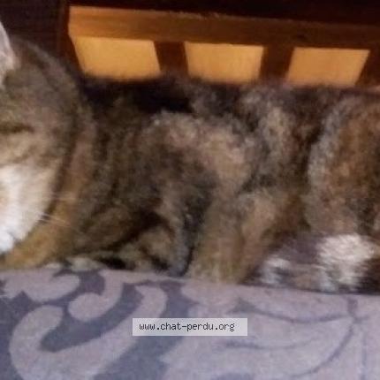 Foto 1/1 Missy Chat perdido en Epreville en lieuvin