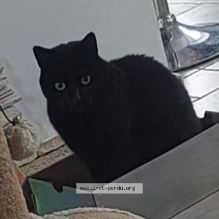 Foto 1/1 Pipo Chat perdido en Les avenieres veyrins thuellin