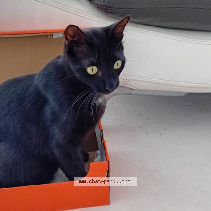 Foto 1/1 Baguera Chat perdido en Saint denis
