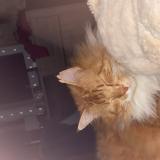 Foto del gato perdido en Saint Pierre Les Elbeuf