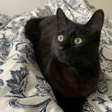 Foto del gato perdido en Salles