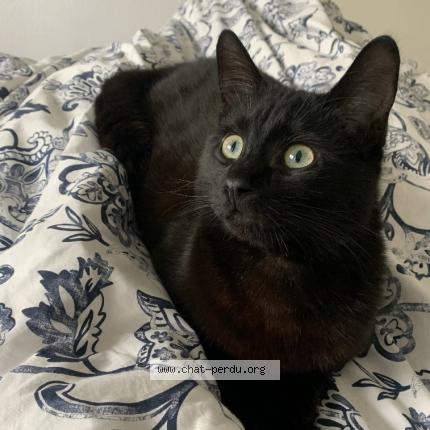 Foto 1/1 Apollon Chat perdido en Salles