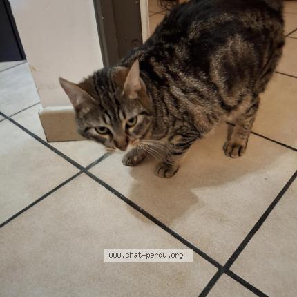 Foto 1/1 Zelda Chat perdido en Villeparisis