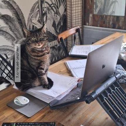 Foto 1/1 Nala Chat perdido en Rosieres pres troyes