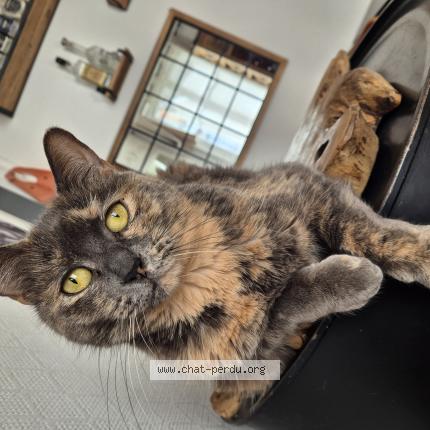 Foto 1/1 Nikita Chat perdido en Asnieres sur seine